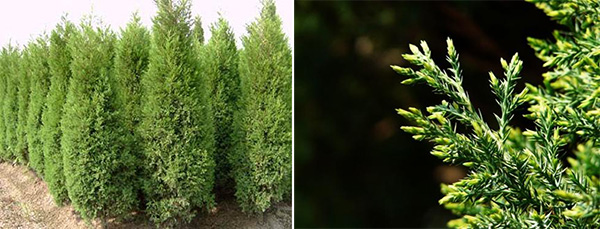 图片8.jpg 图片8.jpg