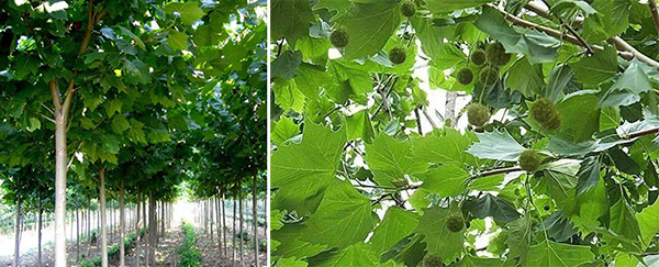 图片12.jpg 图片12.jpg