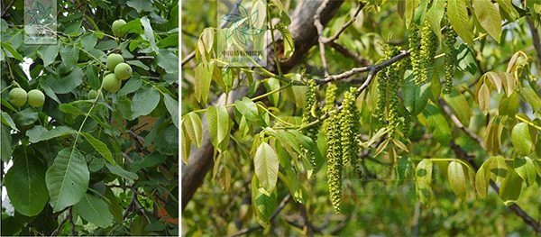 图片26.jpg 图片26.jpg