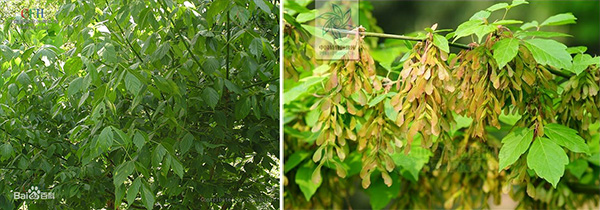 图片28.jpg 图片28.jpg