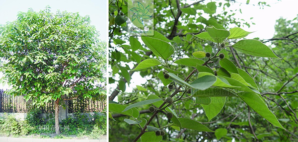 图片36.jpg 图片36.jpg