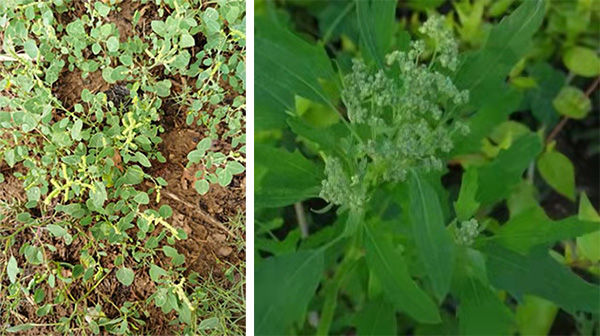 图片4.jpg 图片4.jpg