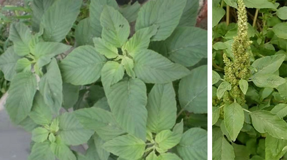 图片6.jpg 图片6.jpg