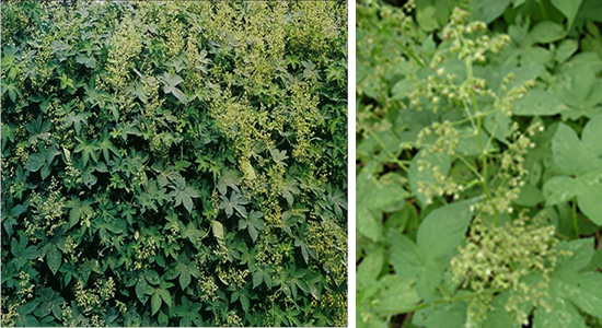 图片8.jpg 图片8.jpg