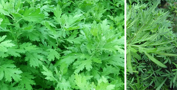 图片12.jpg 图片12.jpg