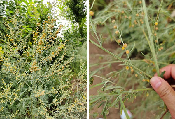 图片14.jpg 图片14.jpg